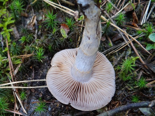 Pearly Webcap