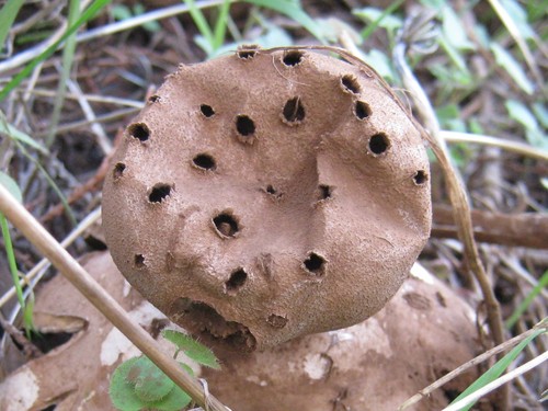 Pepperpot Earthstar