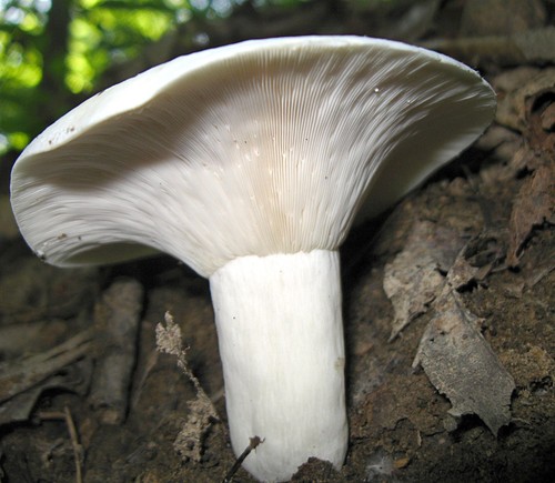 Peppery Milkcap