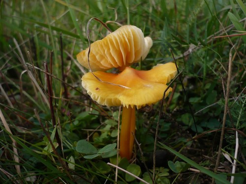 Persistent Waxcap