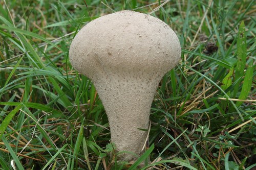Pestle Puffball