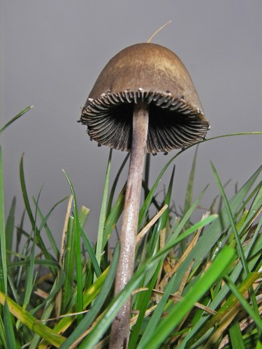 Petticoat Mottlegill