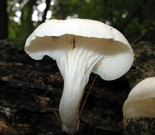 Phoenix Oyster Mushroom