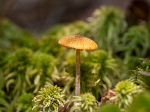 Pholiotina rugosa
