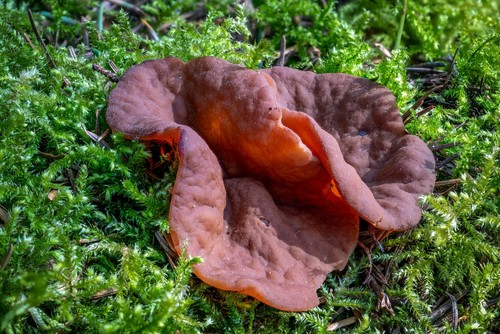 Pig's Ears