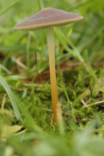 Pinecone Cap