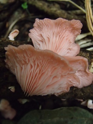 Pink Oyster Mushroom
