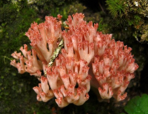 Pink-tipped Coral