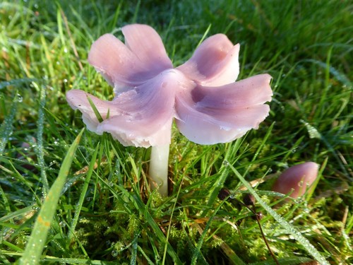 Pink Waxcap