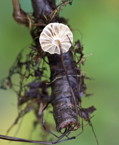 Pinwheel Mushroom