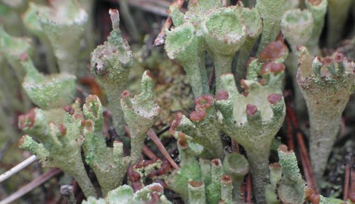 Pixie Cup Lichen