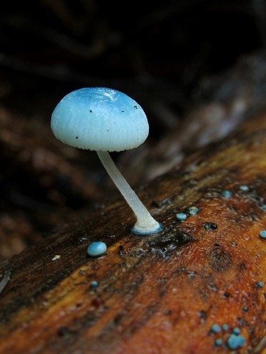 Pixie's Parasol