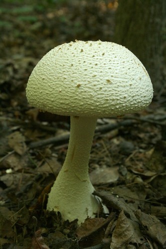 Plantpot Dapperling