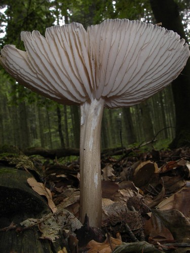 Platterful Mushroom