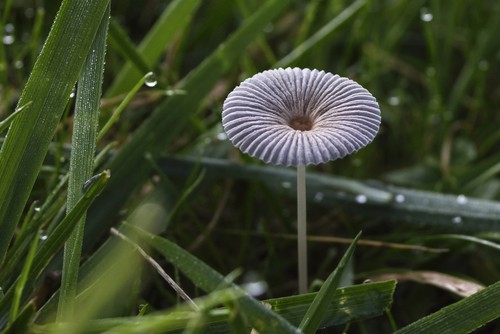 Pleated Inkcap