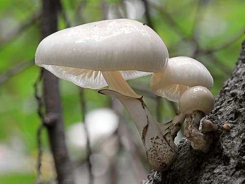 Porcelain Fungus