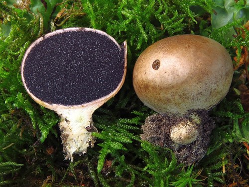 Potato Earthball