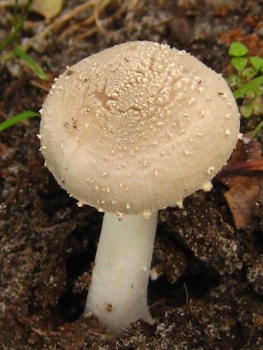 Powdery Amanita