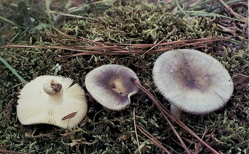 Powdery Brittlegill