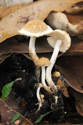 Powdery Piggyback