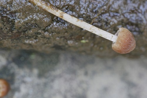 Psathyrella aquatica
