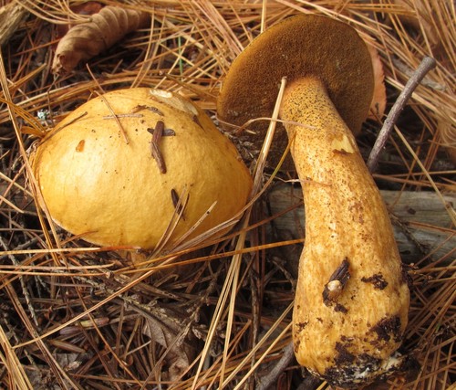 Pungent Slippery Jack