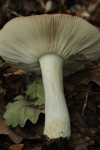 Purple Brittlegill