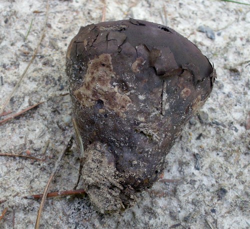 Purple-spored Puffball
