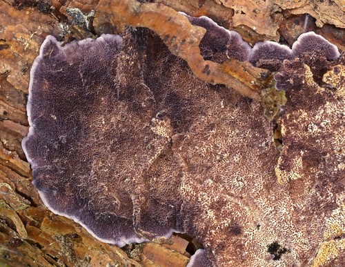 Purplepore Bracket