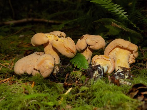 Rainbow Chanterelle