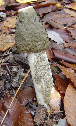 Ravenel's Stinkhorn