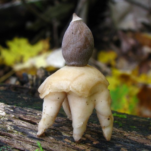 Rayed Earthstar