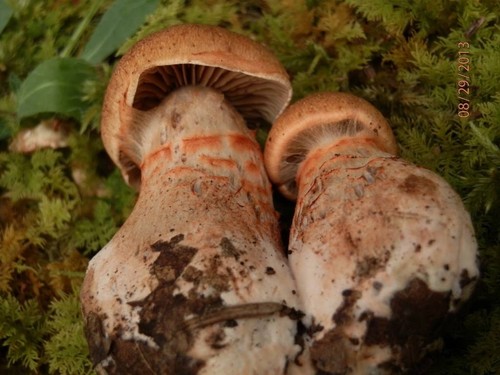 Red Banded Webcap