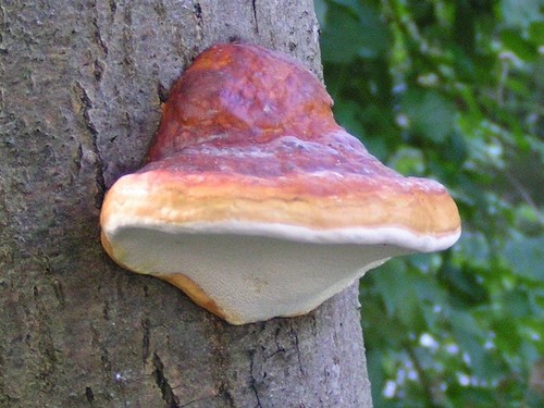 Red-belted Conk