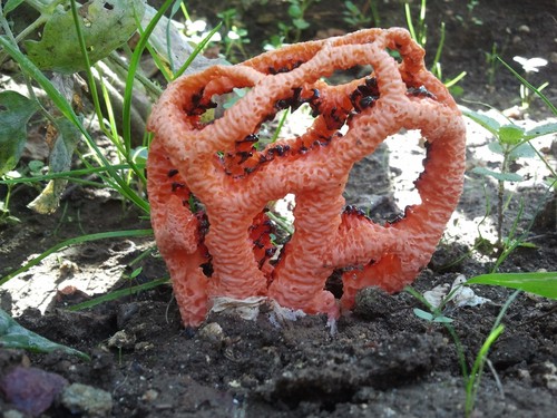 Red Cage Fungus