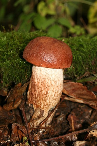 Red-capped Scaber Stalk
