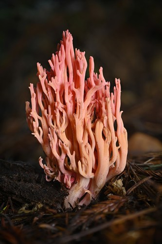 Red Coral