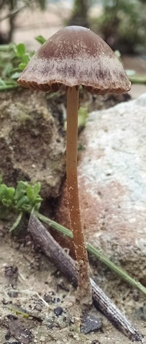 Red Edge Brittlestem