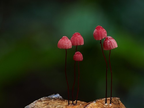 Red Pinwheel Marasmius