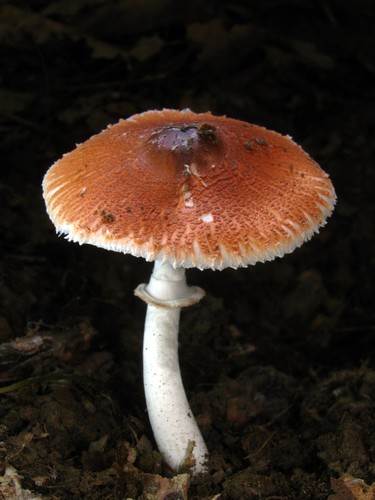 Red-tinged Lepiota