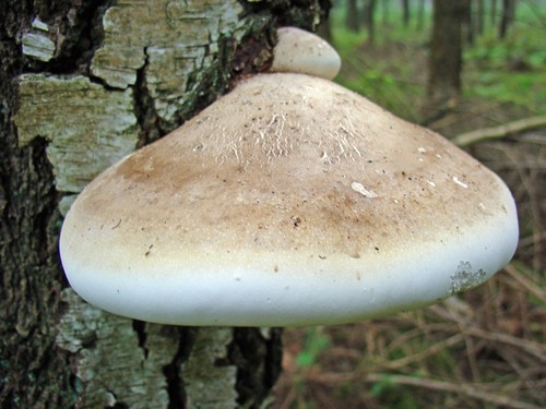 Resinous Polypore