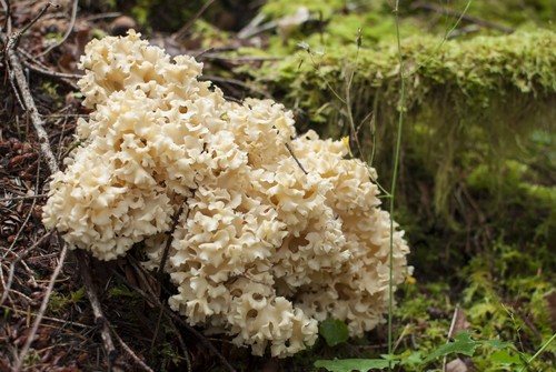 Rooting Cauliflower