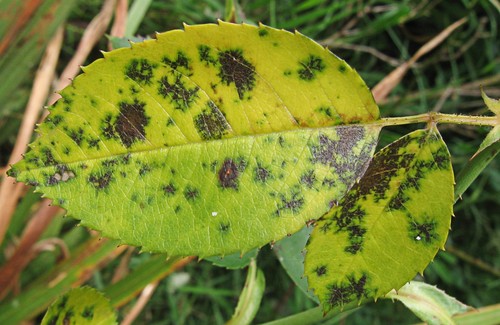Rose Black Spot