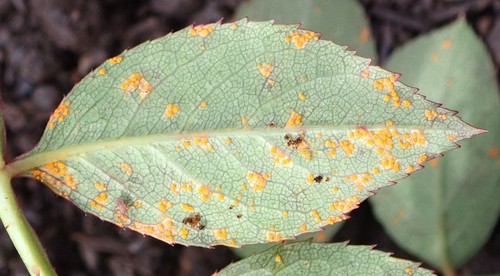 Rose Rust