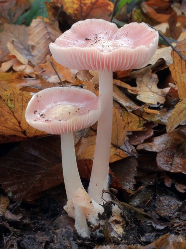 Rosy Bonnet
