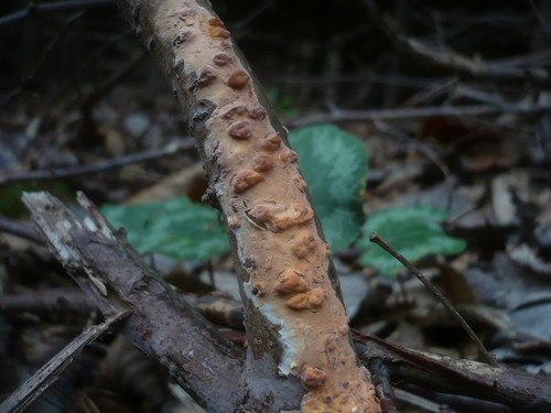 Rosy Crust