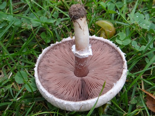 Rosy Wood Mushroom