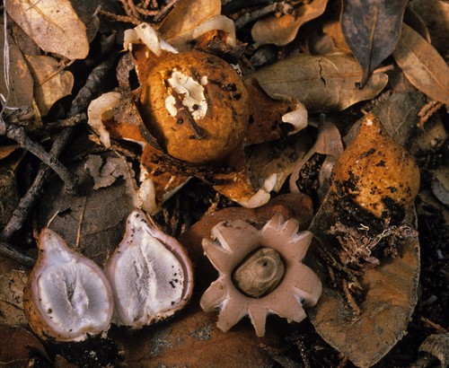 Rounded Earthstar