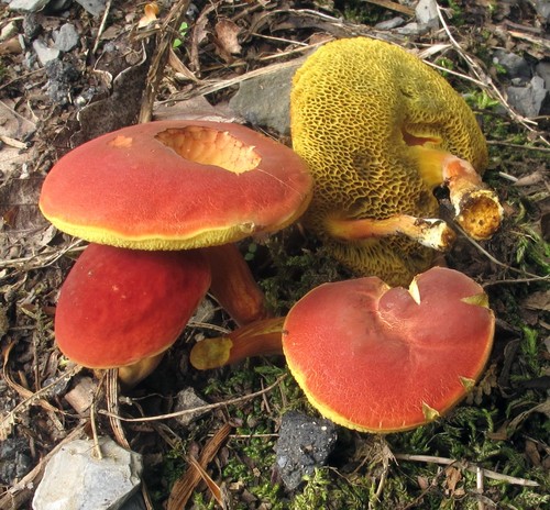 Ruby Bolete