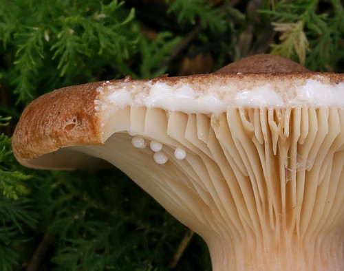 Rufous Milkcap